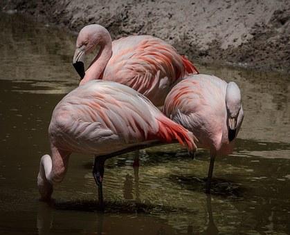 pixabay flamingos